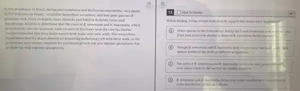 In the mountains of Brazil, Barbacenia tomentosa and Barbacenia macrantha-two plants
in the Velloziaceae family -establish themselves on soilless nutrient-poor patches of
quartzite rock. Plant ecologists Anna Abrahão and Patricia de Britto Costa used
microscopic analysis to determine that the roots of B tomentosa and B. macrantha which
grow directly into the quartzite, have clusters of fine hairs near the root tip; further
analysis indicated that these hairs secrete both malic and citric acids. The researchers
hypothesize that the plants depend on dissolving underlying rock with these acids,as the
process not only creates channels for continued growth but also releases phosphates that
provide the vital nutrient phosphorus.
12 Mark for Review
Which finding, if true, would most directly support the researchers' hypothesis?
A Other species in the Velloziaceae family are found in terrains with more soil but
have root structures similar to those of B.tomentosa and B. macrantha,
B Though B. tomentosa and B. macrantha both secrete citric and malic acids each
species produces the acids in different proportions.
C The roots of B.tomentosa and B. macrantha carve new entry points into rocks
even when cracks in the surface are readily available.
D B. tomentosa and B.macrantha thrive even when transferred to the surfaces of
rocks that do not contain phosphates.