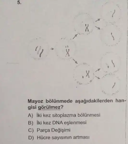 square 
Mayoz bolünmede aşağidakilerden han-
gisi gorúlmez?
A) iki kez sitoplazma bôlünmesi
B) iki kez DNA eslenmesi
C) P arça Degişimi
D) Hücre saylslnln artmasi