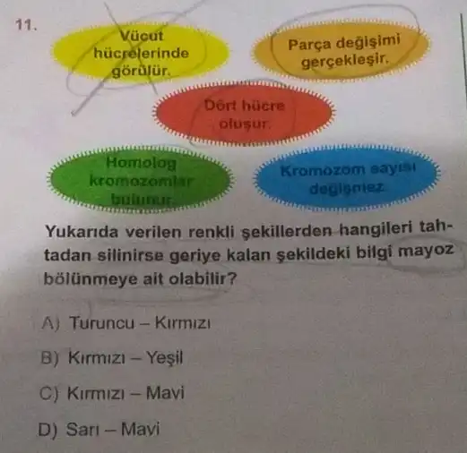 11.
Dorth hucre
Yukarida verilen renkli sekillerden hangileri tah-
tadan silinirse geriye kalan sekildeki bilgi mayoz
bõlünmeye ait olabilir?
A) Túruncu - Kirmizi
B) Kirmizi - Yesil
C) Kirmizi - Mavi
D) Sari-Mavi