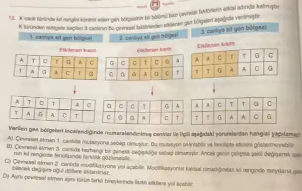 12. Kcanh tunde kill rengini kontrol eden gen bolgesinin bir bolumo bazi cevresel faktorierin etkisi altinda kalmistir.
K turunden rastgele seplen 3 canlinin bu cevresel taktorterden eklenen gen bólgeleri aşağida verilmiştir.
1. canliya ait gen bólgesi
Etkilenen kisim
A T C T G A C
T A G A C T G
A T C T square  A C G
T A G A C T square  C
2. canlya alt gen bbiges!
Etkilenen kisim
G C C T C G A
C G G A G C T
3. canlya alt gen bolges
Etkilenen kusim
A A C T T G C
T T G A A C G
A A C T T G C
T T G A A C G
square 
square 
Verilen gen bôlgeleri incelendiginde numaralandirilmiç canhlar ile ilgill aşagidakl yorumlardan hangisi yapilamaz?
A) Cevresel etmen 1. canlida mutasyona sebep olmustur. Bu mutasyon onanlabilir ve fenotipte etkisini gôstermeyebilir.
B) Cevresel etmen 3 canlida herhangi bir genetik degisiklige sebep olmamiştir. Ancak genin palisma sekil degiserek can
nin kil renginde fenotipinde farkhlik gozlenebilir.
C) Cevresel etmen 2 canlida modifikasyona yol açabilir. Modifikasyonlar kalitsal olmadigindan kil renginde meydana gele
bilecek degisim oğul dollere aktanima
D) Ayni çevresel etmen ayni türün farkh bireylerinde farkli etkilere yol açabilir.