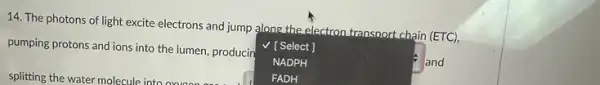 14. The photons of light excite electrons and jump alone the electron transport chain (ETC),
pumping protons and ions into the lumen, producin V [ Select]
NADPH	and
FADH