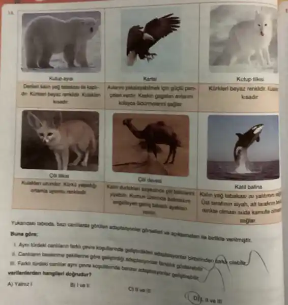 14.
Kutup ayusi
Denlen kalin yaj tabakasi le kapir
dir. Kurkleri beyaz renklifir Kulaklan
kasadir.
Col tilkisi
Kulaklan uzundur. Kurku yapadigi
ortamia uyumlu renkiedir
Kartal	Kutup tilkisi
Avianns yakalayabilmek ipin goplo pen. Kürkleri beyaz renklidir Kulasia
peleri vardir. Keskin gagalan avlanna	kisadir.
kolayca didilmmelerini sağlar.
Col devesi
Kalin dudaktan sayesinde gol bitkilerini
Kalin yag tabakasi isi yalitimini sap
Katil balina
ylyebilit. Kumun Ozerinde batmasini
Ost tarafinin siyah, alt tarafinin bel engelleyen genis tabant ayakian
renkte olmasi suda kamufle oimas' vardir.
saglar.
Yukandaki tabioda, baz canilarda goculen adaptasyonlar gorselleri ve apiklamalan ile birlikte verilmiştir.
Buna góre;
1. Aym turdeki canflann farkli gevre k kopullannda
geligtrdikleri adaptasyonlar birbirinden farks olabilic.
II. Cantilann besienme pekilierine gove gelligtiroly adaptasyonlar farklilik gosterebilir.
III. Farkis turdeki canlilar ayni gevre kopullannda benzer adaptasyonlar gelistirebilir.
verilenlerden hangileri dogrudur?