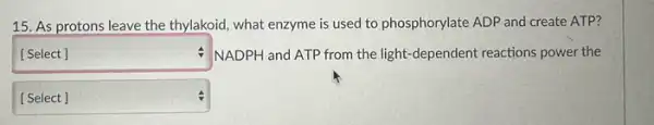 15. As protons leave the thylakoid, what enzyme is used to phosphorylate ADP and create ATP?
square  NADPH and ATP from the light-dependent reactions power the 4
square