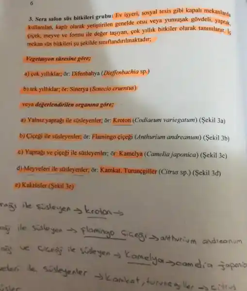 3. Sera salon süs bitkileri grubu: EV isyeri, sosyal tesis gibi kapali mekanlarda
kullanilan, kaph olarak yetistirilen genelde otsu veya yumusak govdeli yaprak,
cicek, meyve ve formu ile deger tasiyan, cok yillik bitkiler olarak tanimlanir. is
mekan süs bitkileri su sekilde siniflandirilmaktadir;
Vegetasyon süresine gore;
a) cok yilliklar; tilde (o)r Difenbahya (Dieffenbachia sp.)
b) tek yilliklar; or:Sinerya (Senecio cruentus)
veya değerlendirilen organina gore;
a) Yalniz yapragi ile süsleyenler; or: Kroton (Codiaeum variegatum)(Sekil 3a)
b) Ciçegi ile stisleyenler;or: Flamingo <içegi (Anthurium andreanum) (Sekil 3b)
c) Yapragi ve ciçegi ile süsleyenler; or:Kamelya (Camelia japonica) (Sekil 3c)
d) Meyveleri ile süsleyenler; or: Kamkat Turunçgiller (Citrus sp .) (Sekil 3d)
e) Kaktüsler (Sekil 3e)
6