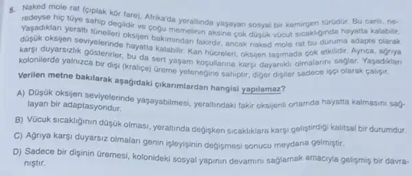 5. Naked mole rat (ciplak Mor fare). Afrika'da yeraltinda yaşayan sosyal bir kemirgen tGrüdür. Bu canli, ne-
Yaçadiklari yeralti kalabilir. sahip degildir ve cogu memelinin aksine cok düsuk vúcut sicakliginda hayatta
düsúk oksijen seviyelerinde oksijen bakimindan fakirdir ancak naked mole rat bu duruma
karsi duyarsizlik gósterirler bu da sert yasam kopullarina karsi dayaniki olmalarini saglar Yasadiklari
kolonilerde yalnizca bir dig (kraliçe) Greme yetenegine sahiptir; diger dişiler sadece isci olarak caligir.
Verilen metne bakilarak aşağidaki cikarimlardan hangisi yapilamaz?
A) Düşúk oksijen sevivelerinde yaşayabilmesi yeraltindaki takir oksijenil ortamda hayatta kalmasini sag-
layan bir adaptasyondur.
B) Vũcuk sicakliginin düşúk olmasi, yeraltinda degisken sicakliklara karsi geliştirdigi kalitsal bir durumdur.
C) Agriya karşi duyarsiz olmalari genin işleyişinin degişmesi sonucu meydana gelmiştir.
D) Sadece bir dişinin Gremesi, kolonideki sosyal yapinin devamini saglamak amaciyla gelismis bir davra-
nistir.