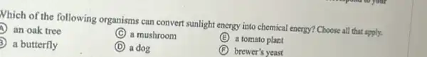 Nhich of the following organisms can convert sunlight energy into chemical energy?Choose all that apply.
A an oak tree
C a mushroom
(E) a tomato plant
a butterfly
D a dog
F brewer's yeast