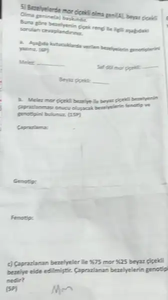 Olina basketball
5) Betelyelerde mor cicelit cilma ton
(4) beyar cicels
Bura gire bezelyenin giget reng) lie ligili apabdak
sorulan ceraplandinng
beadiyelerin genotiplerini
Melez __
Saf dol mor pigelific __
Beyaz piceklic __
b. Melezmor gigeltiberelye The beyar gigelis bezelyenin
clusacak bezelyelerin fenotip we
genotipini bulunuz (159)
Capradama:
Genotip:
Fenotip:
c) Caprazlanan bezelyeler ile % 75 mor % 25 beyaz cicekli
bezelye elde edilmiştir.Caprazlanan bezelyelerin genotip
nedir?
(5P)