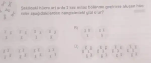 Sekildeki hücre art arda 2 kez mitoz bôlünme geçirirse olusan hüc-
reler asagidakiler ten hangisindeki gibi olur?
B)