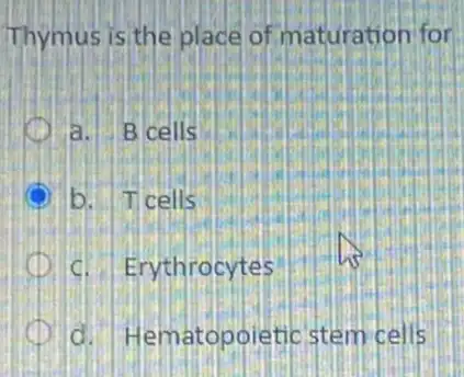 Thymus is the place of maturation for
a. B cells
b. Ticells
D	ythrocytes
C d. Hematopoietic stem cells