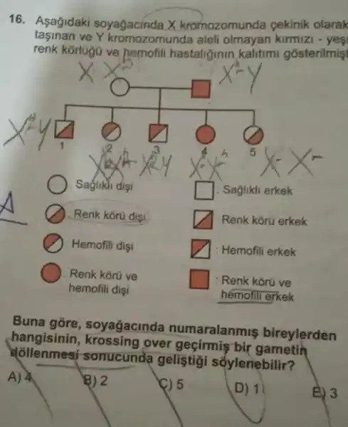 16. Asagidaki soyagacinda X kromozomun da cekinik olarak
taşinan ve Y kromozomunda aleli olmayan kirmizi
renk korlagü ve hemofili hastaliğinin kalitimi gosterilmişi
square 
square 
__
: Saốlikli dişi
square 
square 
square 
Buna gōre, soyağacinda numaralanm is bireylerden
hangisinin , krossing over gecirmis bir gametin
sonucunda gelistigi sóylenebilir?
A) 4
D) 11