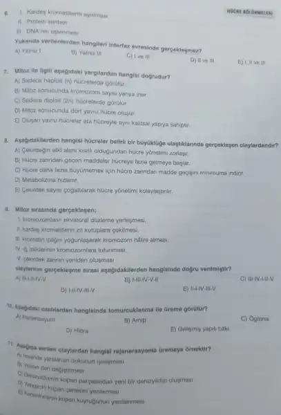 7. Mitoz ile ilgili aşagidaki yargilardan hangisi dogrudur?
A) Sadece haploit (n)hücrelerde gorülür.
B) Mitoz sonucunda kromozom sayis yariya iner.
C) Sadece diploit (2n)hücrelerde górülür.
D) Mitoz sonucunda dort yavru hücre olusur.
E) Oluşan yavru hücreler ata hücreyle ayni kalitsal yapiya sahiptir.
6. 1. Kardes kromatitlerin ayrilmasi
II. Protein sentezi
III DNA'nin eslenmesi
Yukarida verilenlerden hangileri interfaz evresinde gerçeklesmez?
A) Yalniz I
B) Yalniz III
C) Ive III
D) II ve III
E) 1,11 vo III
HOCRE BOLOMMELERI
8.Asagidakilerden hangisi hücreler belirli bir búyüklüge ulastiklarinda gerçeklesen olaylardandir?
A)Cekirdegin etki alan kisitli oldugundan húcre yonetimi zorlaşir.
B) Hücre zarindan gecen maddeler húcreye fazla gelmeye başlar.
C) Hücre daha fazla büyümemek icin húcre zarindan madde gecisini minimuma indirir.
D)Metabolizma hizlanir.
E) Cekirdek sayisi cogaltilarak húcre yónetimi kolaylaştirilir.
9. Mitoz sirasinda gerçeklesen;
1.kromozomlarin ekvatoral dúzleme yerlesmesi,
II. kardes kromatitlerin zit kutuplara cekilmesi,
III. kromatin ipligin yogunlasarak kromozom hâlini almasi,
IV. ig ipliklerinin kromozomlara tutunmasi,
V. cekirdek zarinin yeniden olusmasi
olaylarinin gerceklesme sirasi aşağidakilerden hangisinde dogru verilmiştir?
A) III-I-II-IV-V
B)I-III-IV-V-II
C) 111-1V-1-11-V
D)I-II-IV-III-V
E)II-I-IV-III-V
10 Agagidaki canlilardan hangisinde tomurcuklanma lle Greme gorülür?
A)Paramesyum
B) Amip
C) Oglena
D) Hidra
E) Gelismis yapili bitki
11. Asagida verilen olaylardan hangisi rejenerasyonla Gremeye ôrnektir?
A) insanda yaralanan dokunun iyilesmesi
B) Yilanin deri degistirmesi
C)Denizyildizinin kopan parçasindan yeni bir denizyildizi olugmasi
D)Vengecin kopan cenesini yenilemesi
E)Kertenkelenin kopan kuyrugunun yenilenmesi