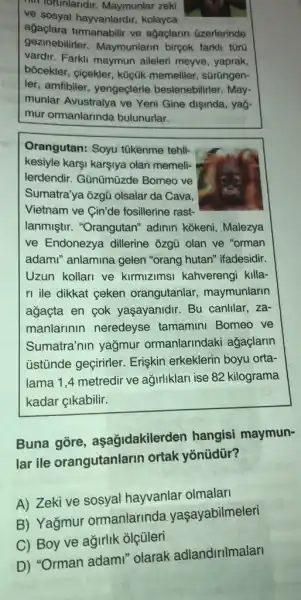 (1) forunlaridir. Maymunlar zeki
ve sosyal hayvanlard r, kolayca
ağaçlara turmanabilir ve ağaçlarin üzerlerinde
gezinebilirler. Maymunlarin birçok farkli tũrü
vardir. Farkli maymun aileleri meyve, yaprak,
bócekler, cicekler, küçúk memeliler, sürüngen-
ler, amfibiler, yengeçlerle beslenebilirler. May-
munlar Avustralya ve Yeni Gine dişinda, yağ-
mur ormanlarinde bulunurlar.
Orangutan: Soyu tükenme tehli-
kesiyle karşi kargiya olan memeli-
lerdendir. Gũnümüzde Bomeo ve
Sumatra'ya ôzgủ olsala 'da Cava,
Vietnam ve Cin'de fosillerine rast-
lanmiştir. "Orangutan"adinin kokeni, Malezya
ve Endonezya dillerine ozgü olan ve "orman
adami" anlamina gelen "orang hutan" ifadesidir.
Uzun kollari ve kirmizimsi kahvereng killa-
ri ile dikkat ceken orangutanlar , maymunlarin
agaçta en cok yaşayanidir. Bu canlilar . za-
manlarinin neredeyse tamamini Borneo ve
Sumatra'nin yağmur ormanlarindaki ağaçlarin
üstünde geçirirler Erişkin erkeklerin boyu orta-
lama 1,4 metredir ve ağirliklari ise 82 kilograma
kadar çikabilir.
Buna gore , aşağidakilerden hangisi maymun-
lar ile orangutanlarin ortak yōnüdür?
A) Zeki ve sosyal hayvanlar olmalari
B) Yağmur ormanlarlnda yaşayabilmeleri
C) Boy ve ağirlik olcủleri
D) "Orman adami'olarak adlandirilmalari