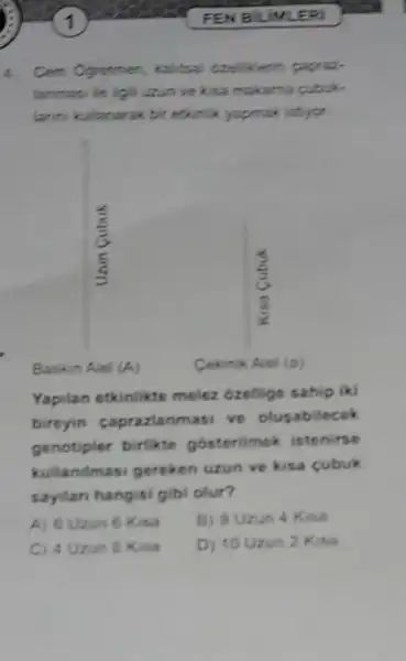 1
FEN B UINLEPI
4. Cem Ogremen, kaltsal azellkien papra: lanensi le igil uzun ve kita makarna pibuklarin kulanarak bir ecurik yaprrak istiyor.
Basin Aiel (A)
Ceknk Avel (a)
Yapitan etkinlikte meler ozellige sahip iki bireyin caprazlanmasi ve olusabilceek genotipler birlikte gosterilmok istenirse kullanitması goreken uzun ve kisa cubuk saylan hangisi gibi olur?
A) 6 Uxun 6 Kisa
B) 8 Uxun 4 Kisa
C) 4 Uzun 8 Kina
D) 10 Uxun 2 Kusa