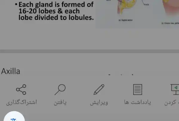 Each gland is formed of
16-20 lobes & each
lobe divided to lobules.
Axilla
E
wol	và 149