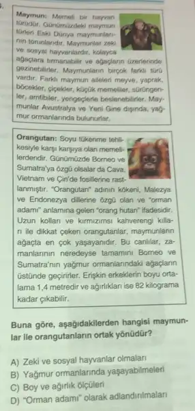 Maymun: Memeli bir hayvan
tGrieri Eski DGnya maymunlari-
GGnümGzdeki maymun
nin torunlandir. Maymunlai zeki
ve sosyal hayvanlardir kolayca
agaçlara tirmanabilir ve agaplarin Gzerlerinds
gezinebilirler. Maymunlarin bircok farkli turu
vardir. Farkli maymun aileleri meyve, yaprak,
bócekler, cicekler, kücGi memeliler, sürüngen-
ler, amfibiler, yengeclerle beslenebilirler. May-
munlar Avustralya ve Yeni Gine diginda, yay-
mur ormanlarinda bulunurlar.
Orangutan: Soyu túkenme tehli-
kesiyle kargi karsiya olan memeli-
lerdendir. Gũnümüzde Borneo ve
Sumatra'ya ôzgü olsalar da Cava.
Vietnam ve Cin'de fosillerine rast-
lanmiştir. "Orangutan"adinin kokeni, Malezya
ve Endonezya dillerine ozgü olan ve "orman
adami" anlamina gelen "orang hutan" ifadesidir.
Uzun kollari ve kirmizimsi kahverengi killa
ri ile dikkat ceken orangutanlar maymunlarin
agaçta en cok yaşayanidir. Bu canlilar . za
manlarinin neredeyse tamamini Borneo ve
Sumatra'nin yağmur ormanlarindaki ağaçlarin
ústũnde geçirifer. Erişkin erkeklerin boyu orta-
lama 1,4 metredir ve agirliklari ise 82 kilograma
kadar çikabilir.
Buna gore aşağidakilerden hangisi maymun-
lar ile orangutanlarin ortak yōnüđür?
A) Zeki ve sosyal hayvanlar olmalari
B) Yağmur ormanlarinda yaşayabilmeleri
C) Boy ve agirlik ôlçüleri
D) "Orman adami"olarak adlandirilmalar