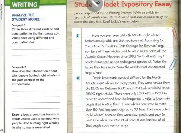 WRITING
ANALYZE THE
STUDENT MODEL
Paragraph 1
Circle three different kinds of end
punctuation in the first paragraph.
What does using different end
punctuation do?
__
Paragraph 2
How does the information about
why people hunted right whales in
the past connect to the
introduction?
__
Draw a box around the transition
words Jackie uses to connect why
people liked hunting right whales
to why so many were killed.
lodel Expository Essay
your school website about North Atlantic right whales and some of the
issues that they face.Read Jackie's essay below.
1
Have you ever seen a North Atlantic right whale?
Unfortunately, odds are that you have not. According to
the article 'A Thousand Year Struggle for Survival,large
numbers of these whales used to live in many parts of the
Atlantic Ocean However, since 1970 North Atlantic right
whales have been on the endangered species list.Today the
issues they face make them the world's most endangered
large whale!
2
People have made survival difficult for the North
Atlantic right whales for many years. They were hunted from
the 800s on.Between 1600 and 1900, whalers killed about
5,500 right whales There were only 100 left by 1930. In
order to understand how this happened, it helps to know why
people liked hunting them.These whales can grow to more
than 50 feet long and weigh up to 70 tons.They were called
"right whales' because they were slow, gentle and easy to
hunt.One whale meant a lot of food.It also had lots of oil
that people could use for lamps
square